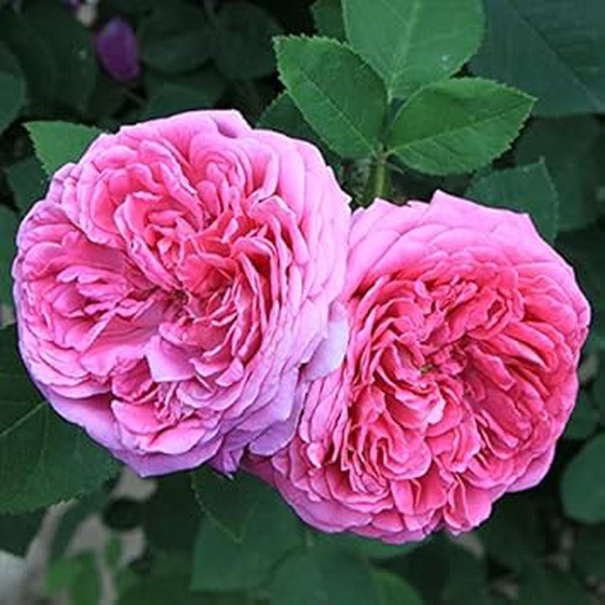 Heirloom Damask Rose Flower seeds for Planting - Bright Blooms, Heirloom & GMO Free Seeds for Home Garden