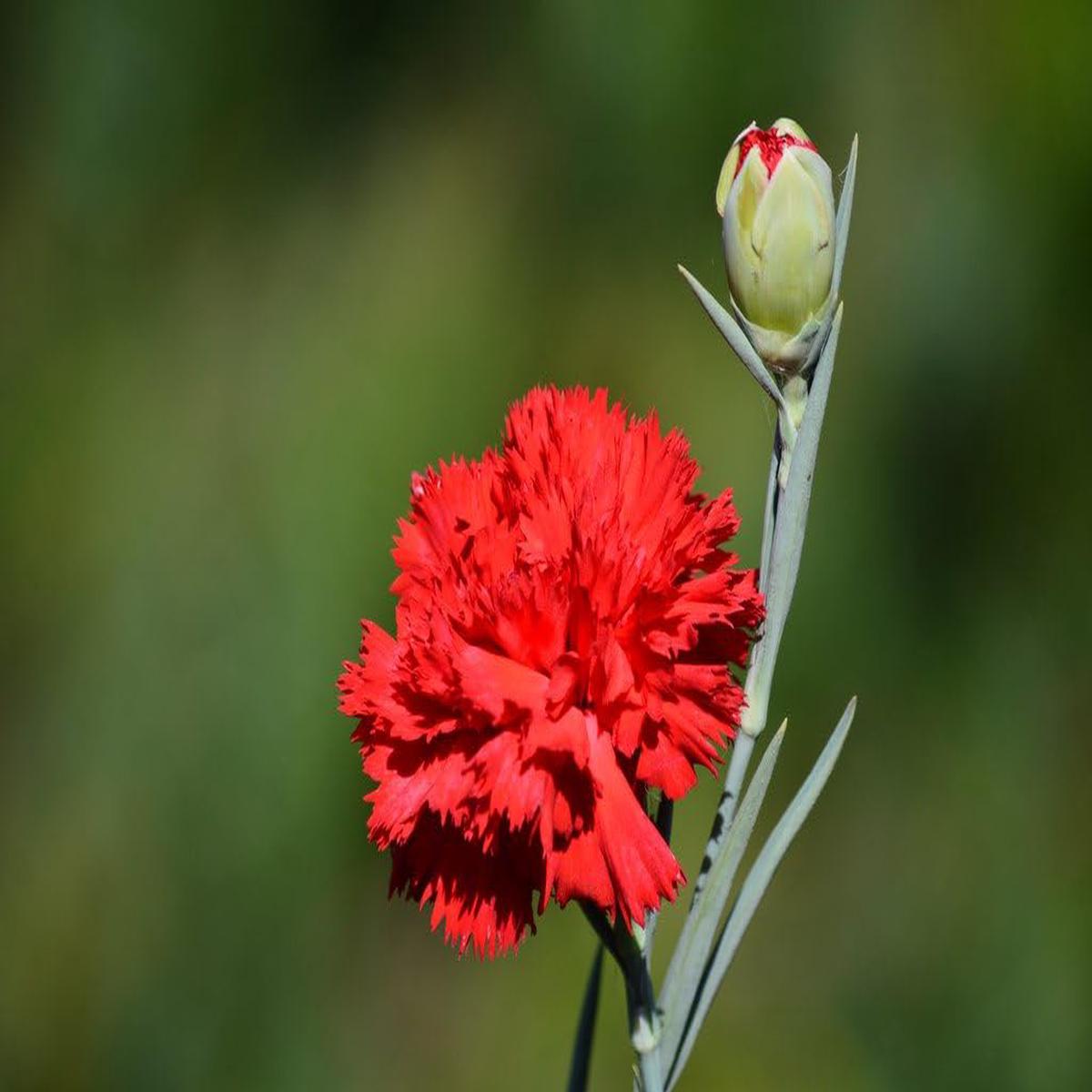 Heirloom Non-GMO Carnation Flower Seeds for Planting Fragrant Long-Lasting Garden Blooms