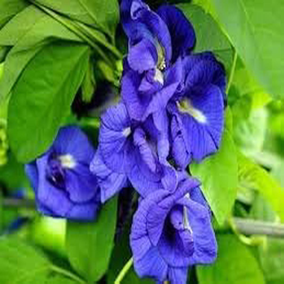 Heirloom Non-GMO Clitoria Ternatea Flower Seeds for Planting High Germination Organic Garden Blooms