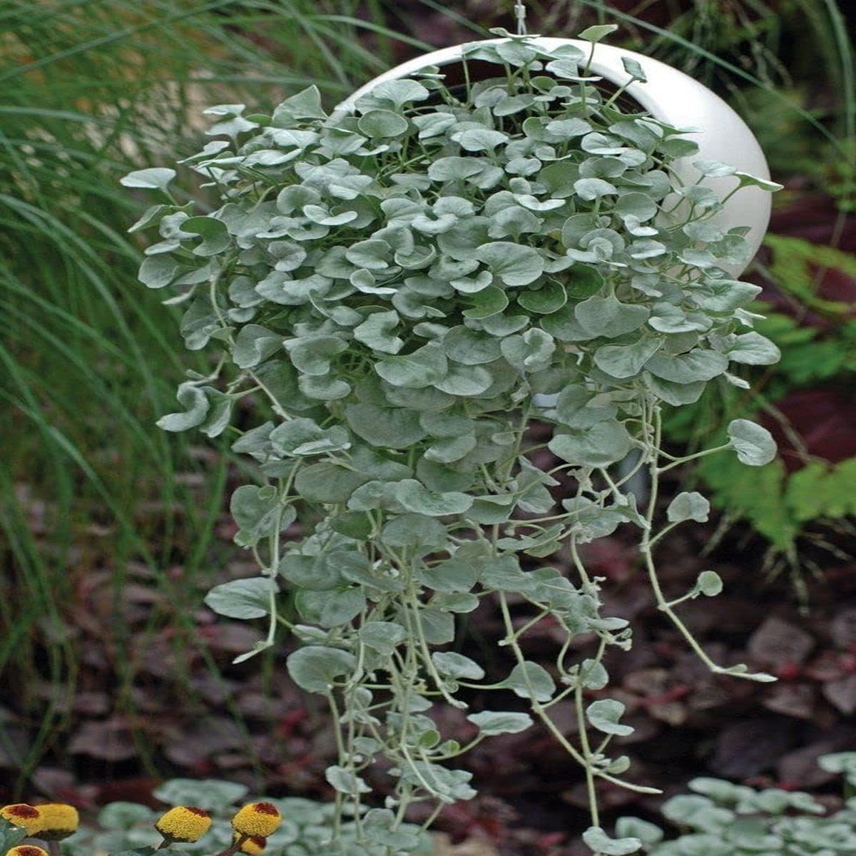 Heirloom Non-GMO Dichondra Repens Plant Seeds For Planting Ground Cover Lawn Seeds High Germination Organic Garden Seeds