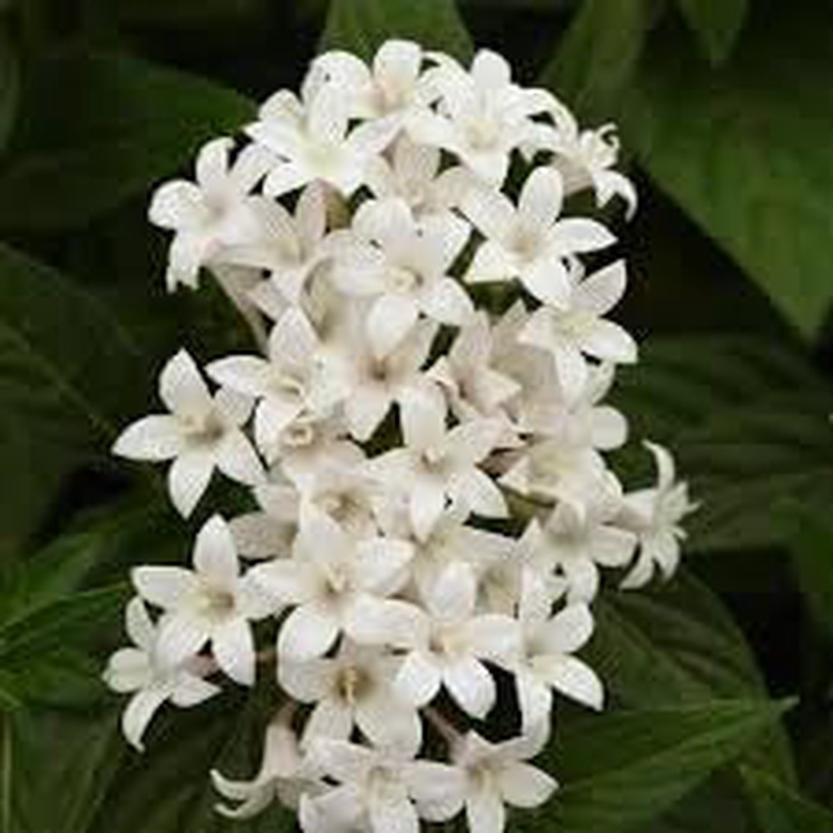 Heirloom Non-GMO Pelleted Flower Seeds for Planting Easy-Sow Ornamental Garden Blooms
