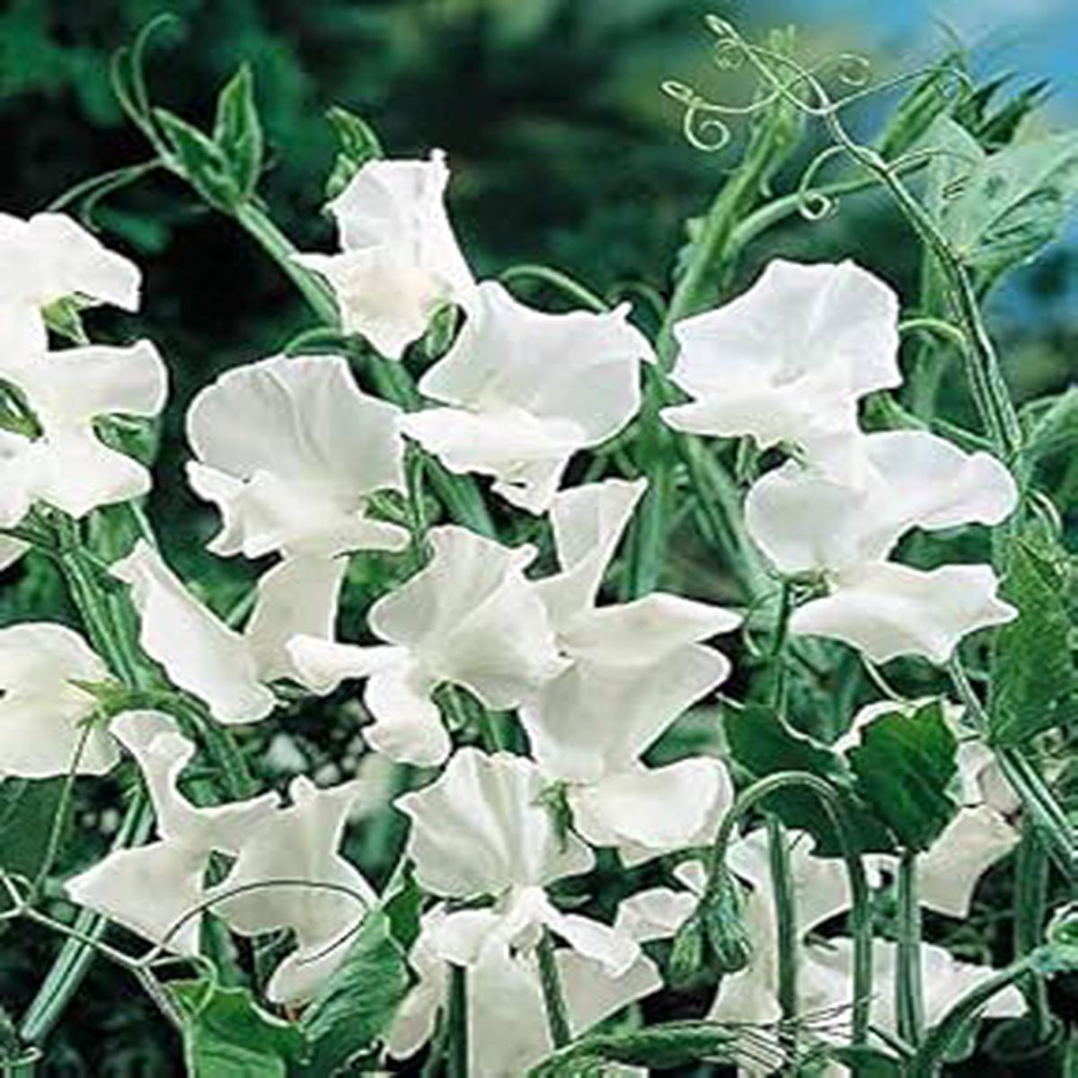 Heirloom Non-GMO Sweet Pea Jilly Flower Seeds for Planting Fragrant Climbing Blooms, Organic Garden Seeds