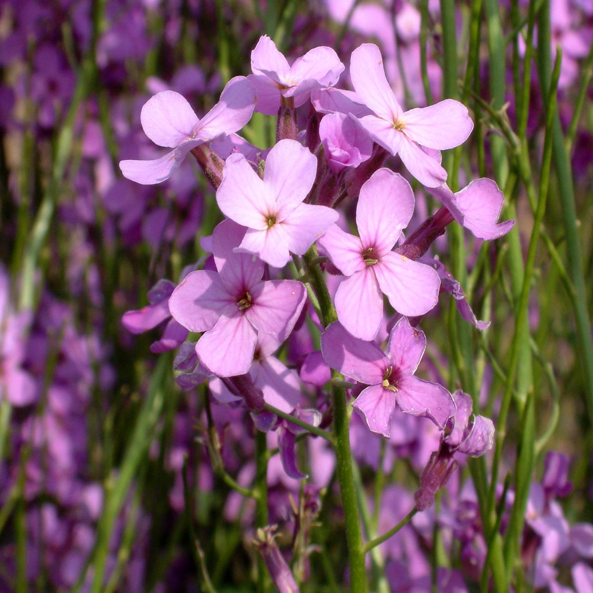Hesperis Matronalis Flower Seeds for Planting - NON GMO Seeds