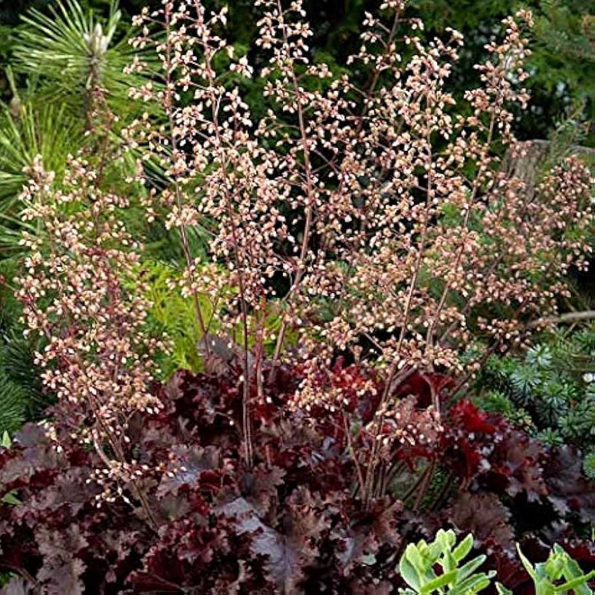 Heuchera For Planting In Flower Bed Flower Seeds for Home Garden Planting, Colorful Organic