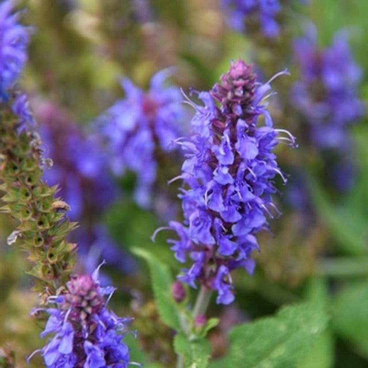Hyssop Seeds for Planting NON-GMO Heirloom Fresh Flower Seeds for Planting