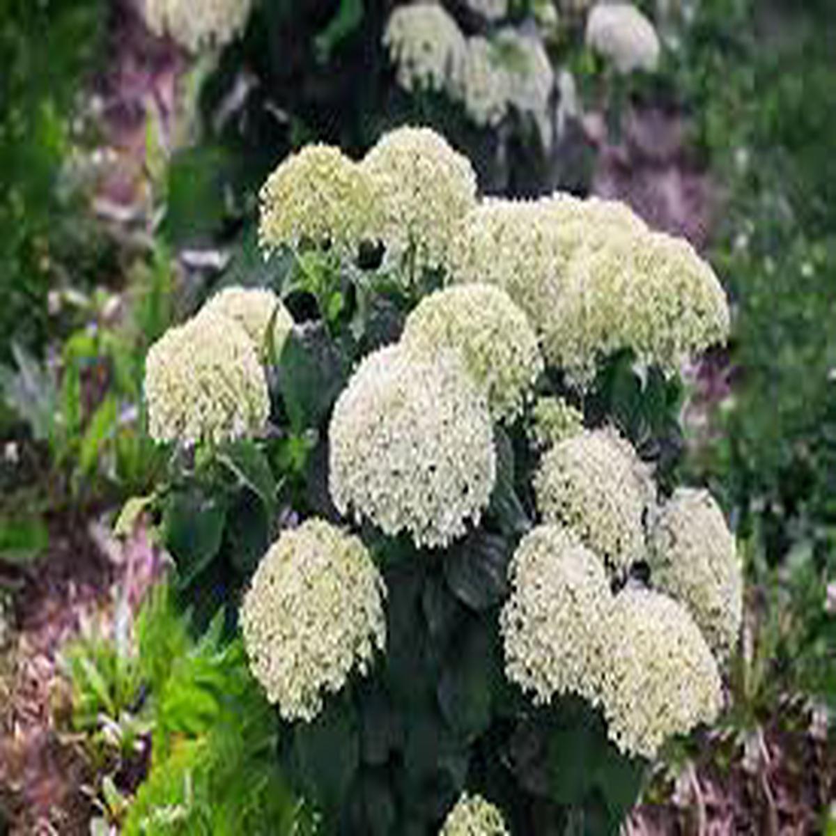 Invincibelle Limetta' Hydrangea Flower seeds for Planting - Cut Flower Favorite, Heirloom & GMO Free Seeds for Home Garden