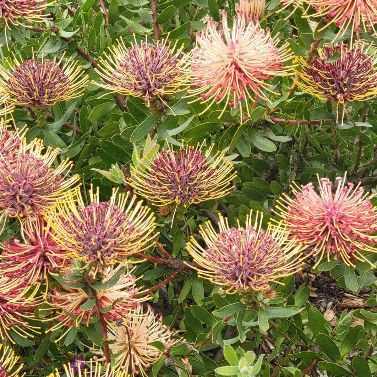 Leucospermum tottum Seeds - Rare South African Shrub - Pink Pincushion Heirloom, Non-GMO, High Germination Organic Garden Seeds