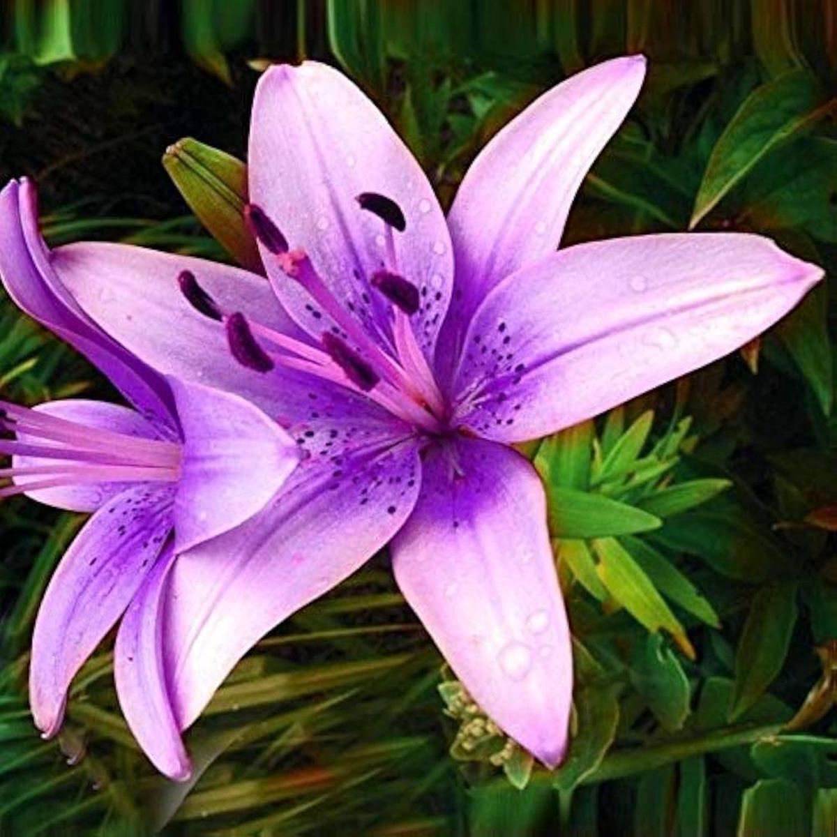 Lilium Brownii Flower Seeds, Air-Purifying Garden Plants, Bonsai Vase Plants