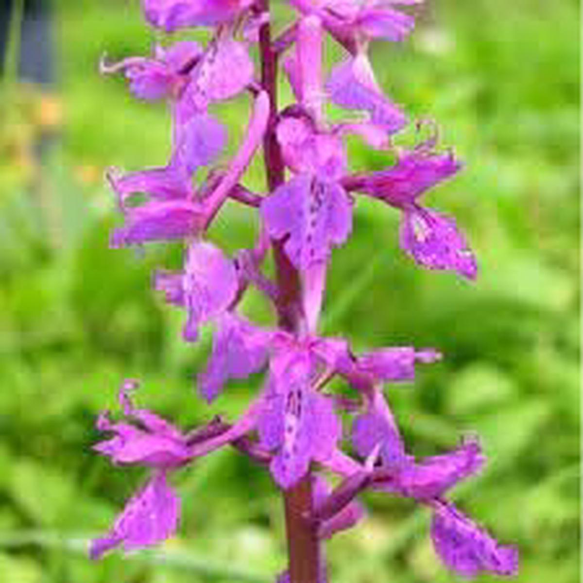 Mascula Flower seeds for Planting - Garden Favorite, Heirloom & GMO Free Seeds for Home Garden