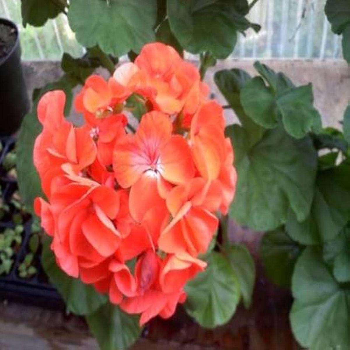 Maverick orange geranium Pelargonium hortorum flower seeds for planting in backyard gardens