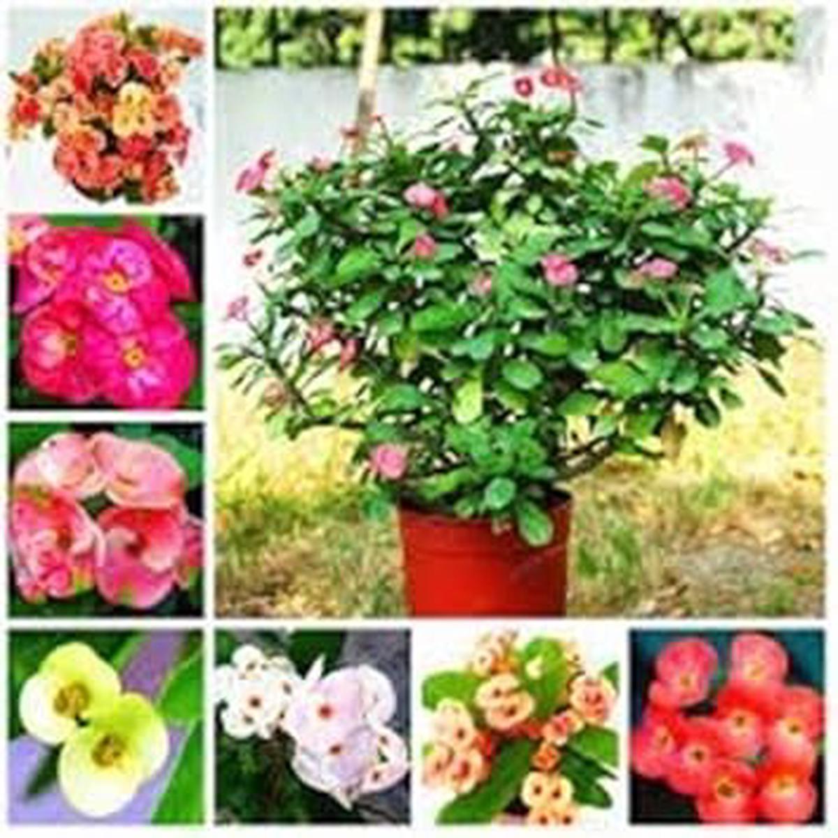 Mixed Euphorbia Milii Hybrid Flower Seeds for Planting NON GMO Heirloom Seeds, High Germination, Organic Garden