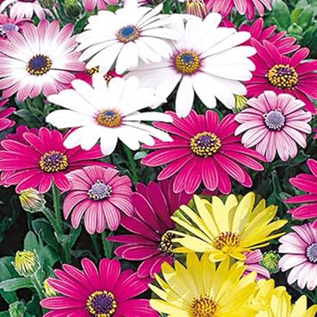 Mixed Osteospermum Flower seeds for Planting - Compact Growth, Heirloom & GMO Free Seeds for Home Garden