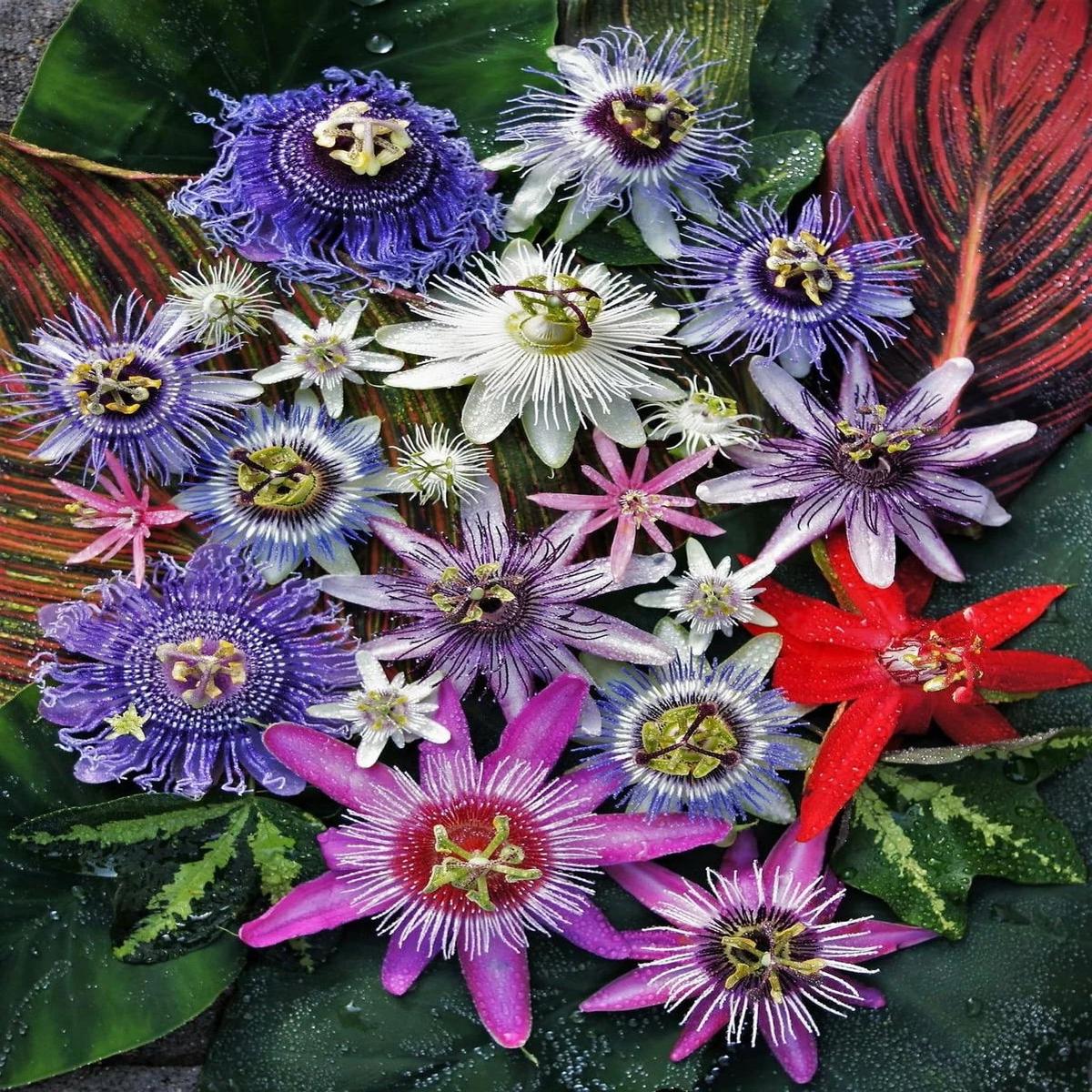 Mixed Passion Flower Seeds for Planting Heirloom, Non-GMO, High Germination, Perfect for Borders