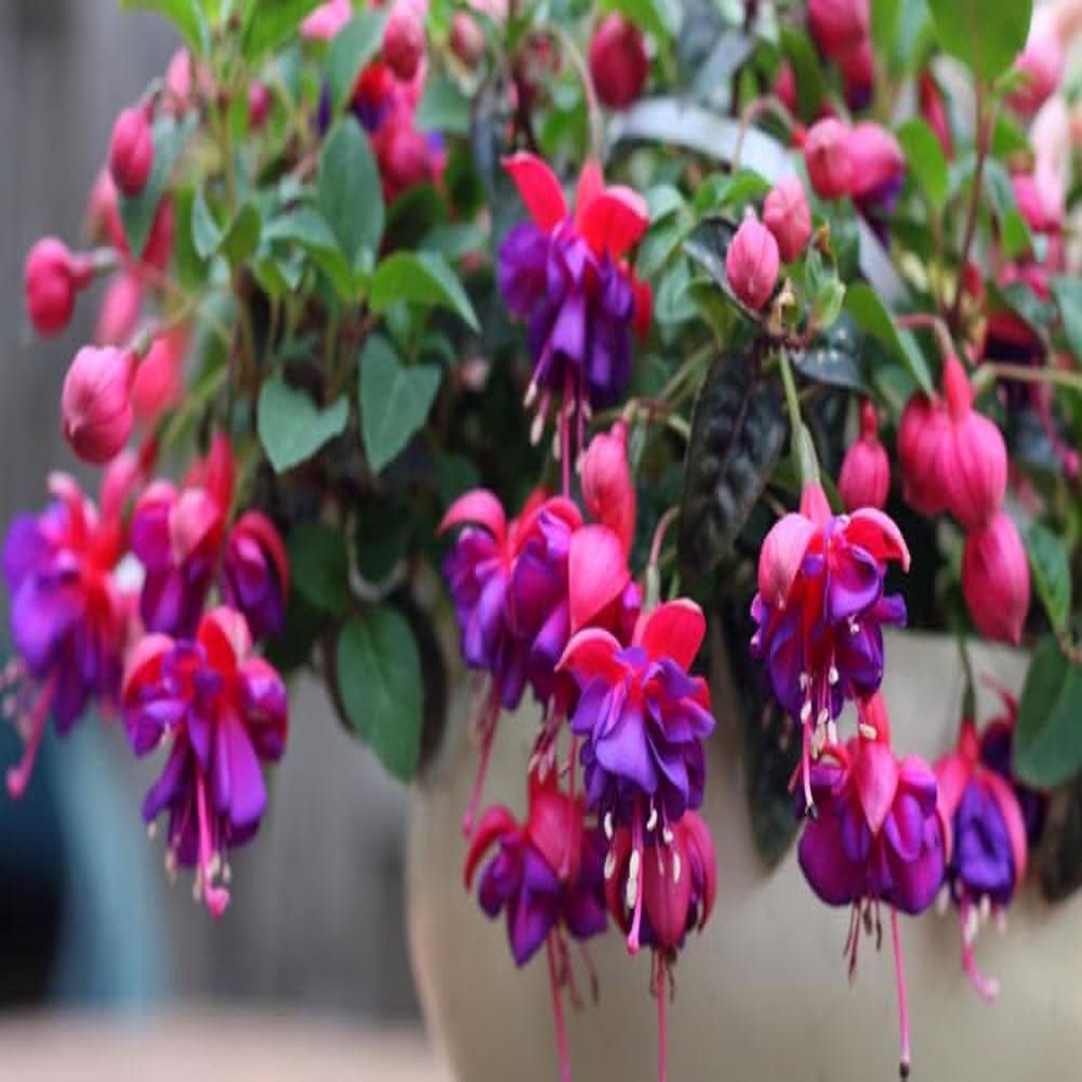Multicolor Fuchsia Lantern Flower Indoor Balcony Plant Flower Seeds for Home Garden Planting,