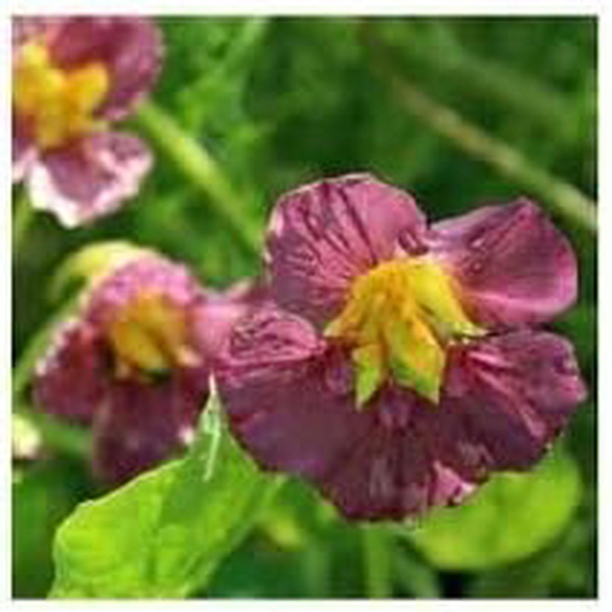 Nasturtium flower seeds- NON GMO Seeds