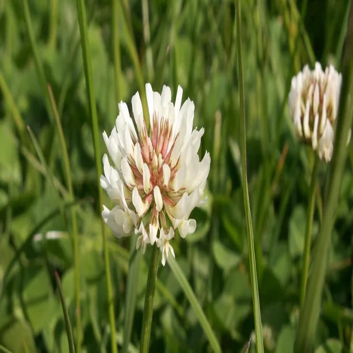 New Zealand Clover Flower Seeds for Planting Heirloom, Non-GMO, High Germination Organic Garden Seeds
