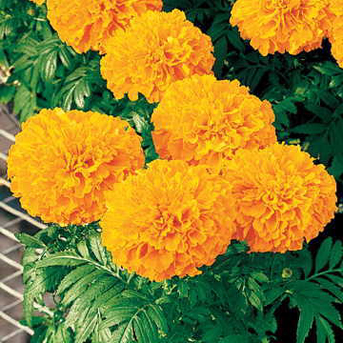 Orange Hybrid Marigold Seeds | Inca Orange Large Bloom Marigolds Heirloom, Non-GMO, High Germination Organic Garden Seeds