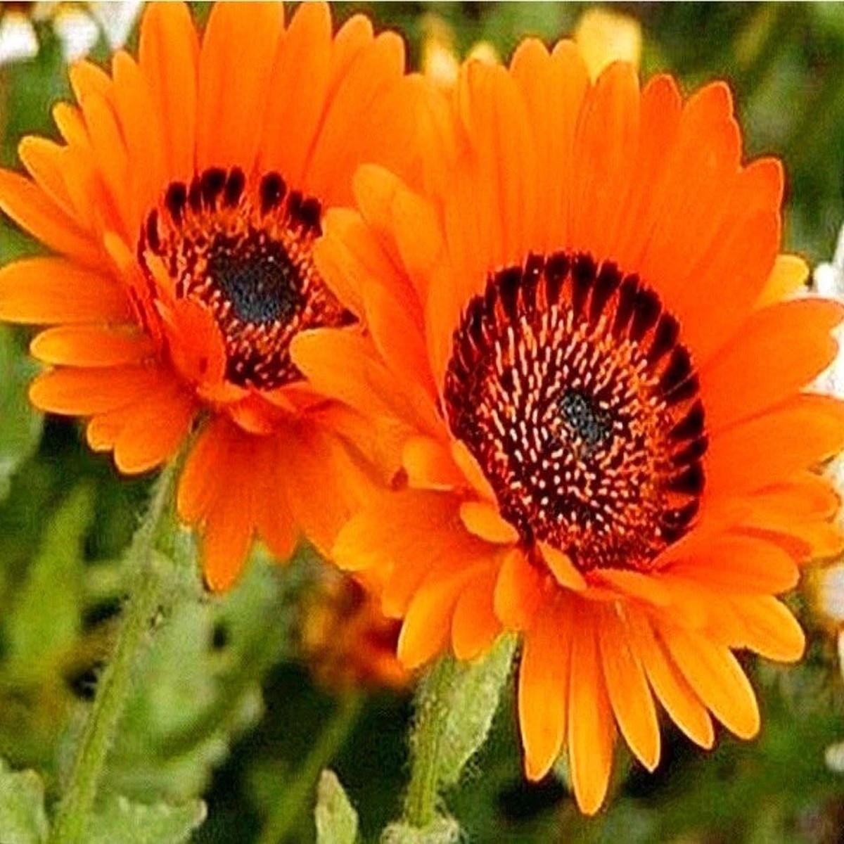 Orange Venidium Monarch of the Veldt Flower Seeds Cape Daisy Rare Heirloom, Non-GMO, High Germination Organic Garden Seeds