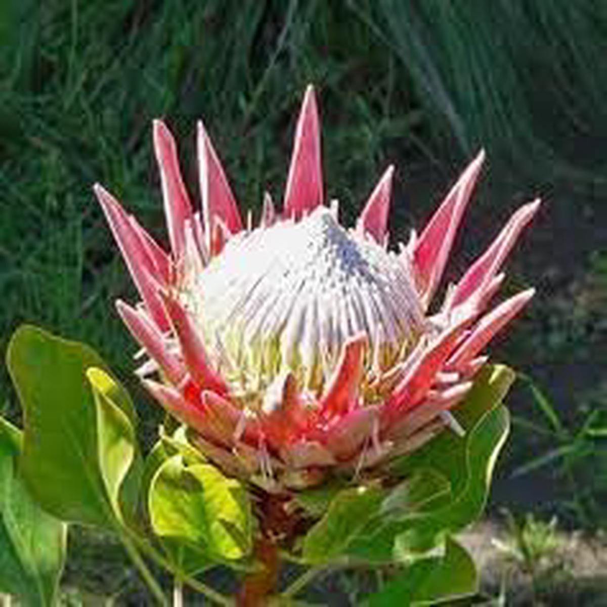 Organic Protea Flower Seeds for Planting Heirloom, Non-GMO