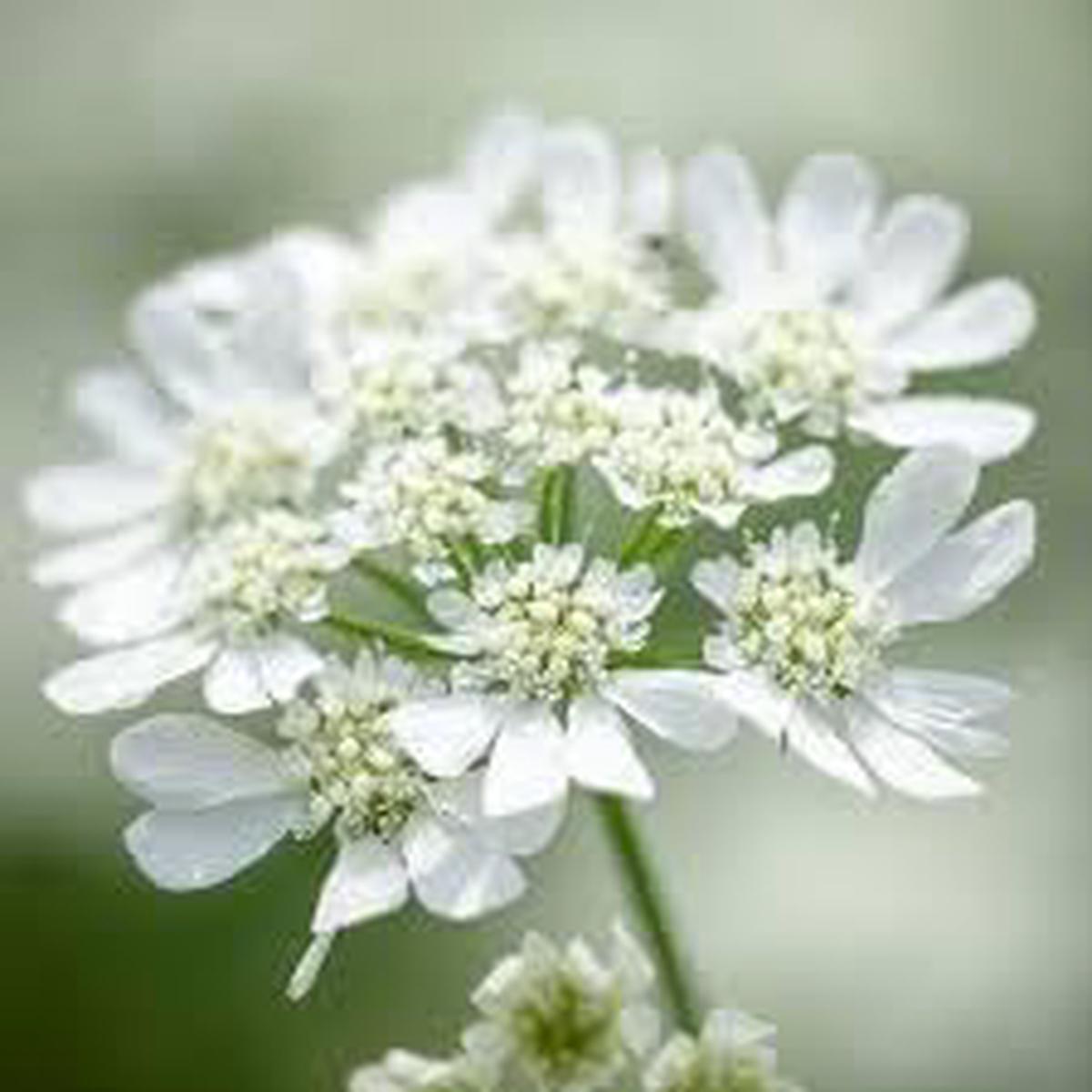 Orlaya Flower Seeds for Planting - NON GMO Seeds