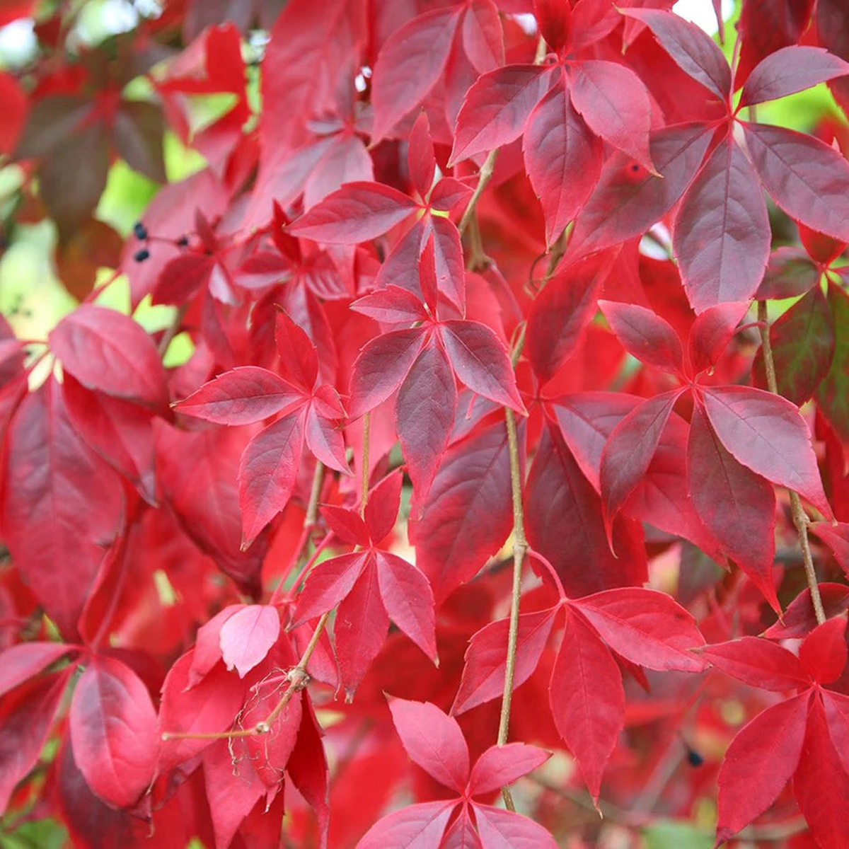 Parthenocissus Plant Seeds Heirloom, Non-GMO, Fast-Growing Climber for Garden and Wall Planting