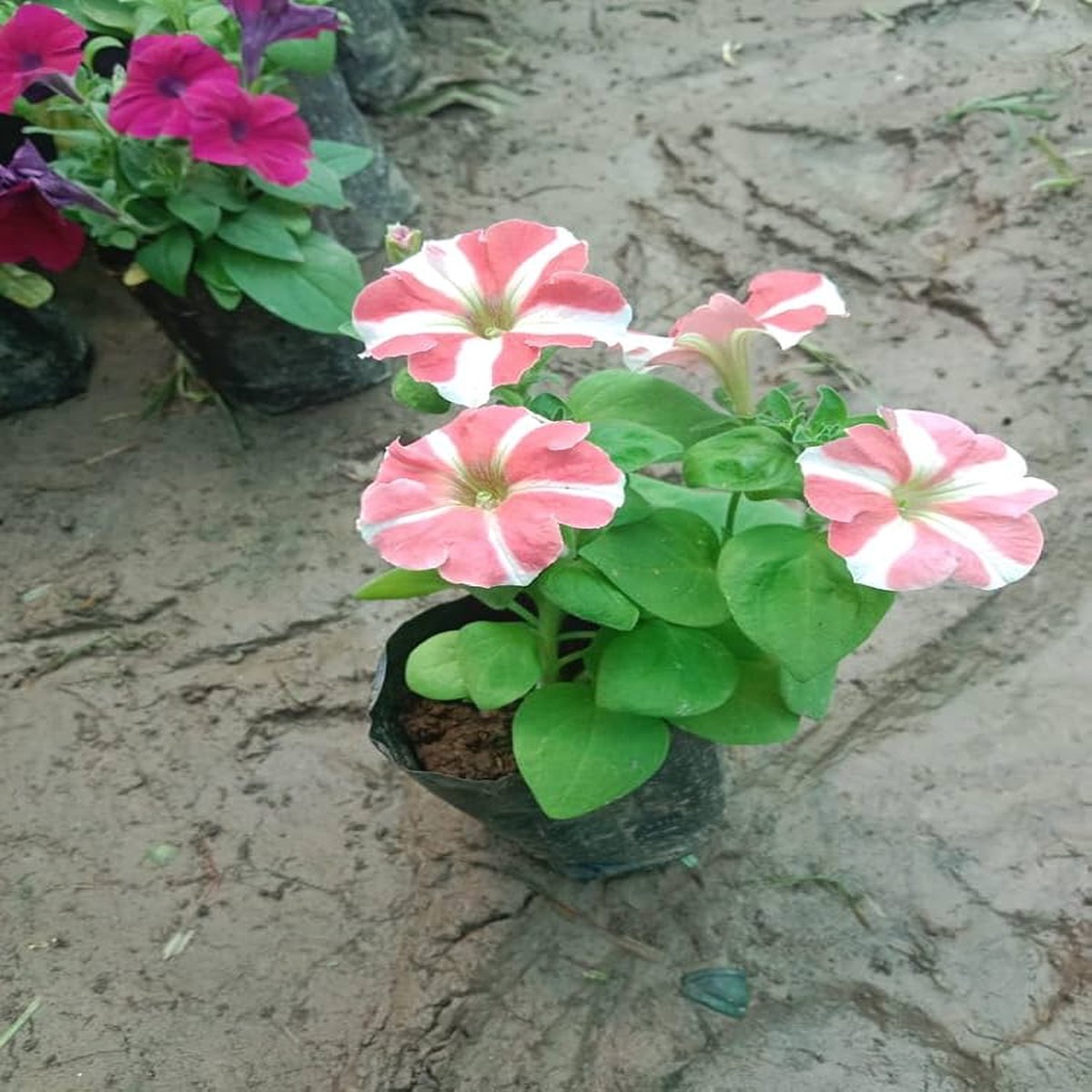 Petunia Seeds for Planting Petunia Hybrida mixed colors flower bed window pot