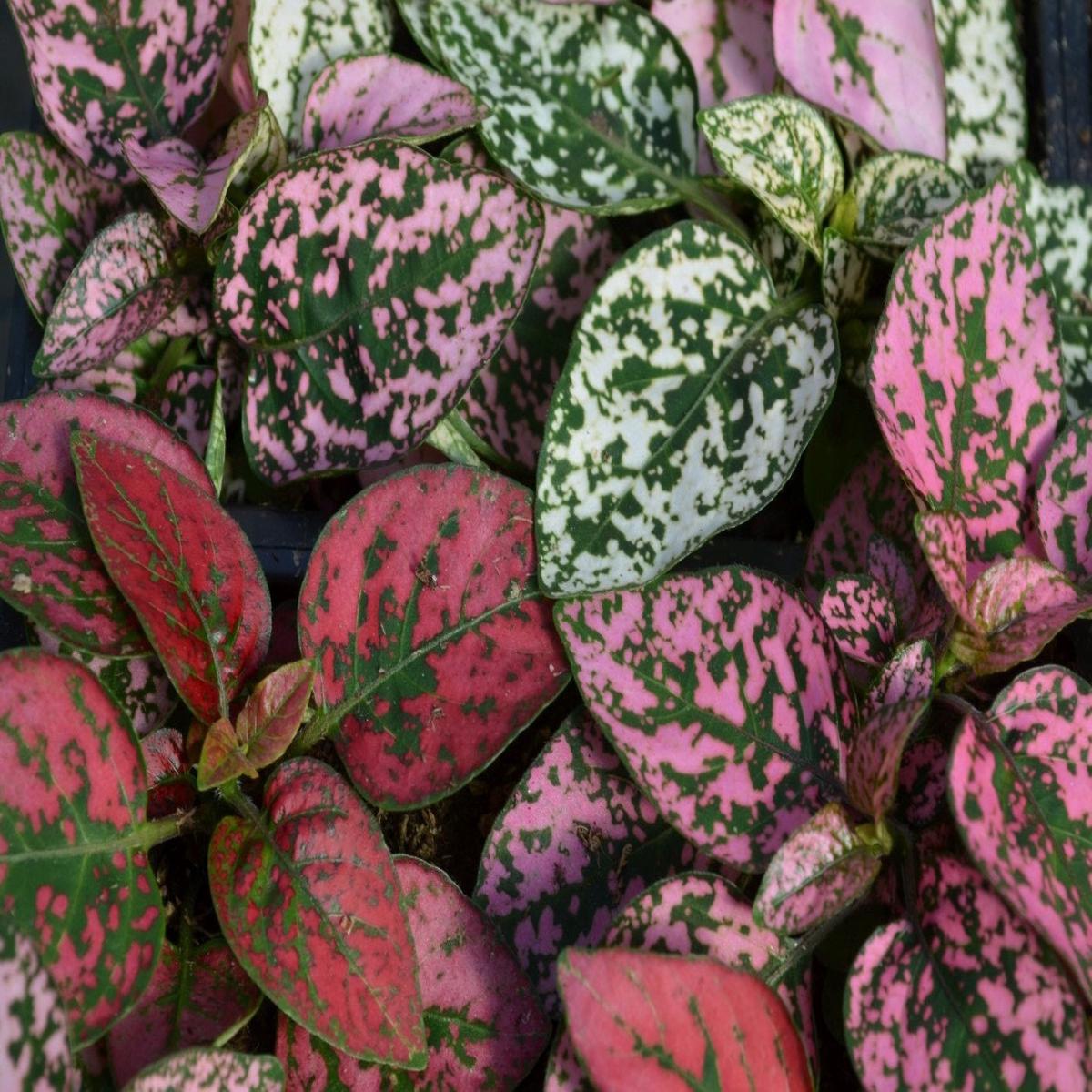 Pink Green Hypoestes Splash Flower Seeds for Planting | Heirloom Non-GMO High Germination Organic Garden Seeds