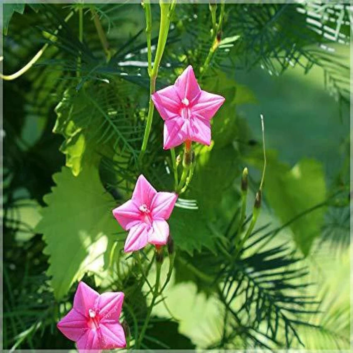 Pink Vinca Art Cypress Creeper Flower Seeds for Planting Non-GMO, Heirloom, High Germination Seeds