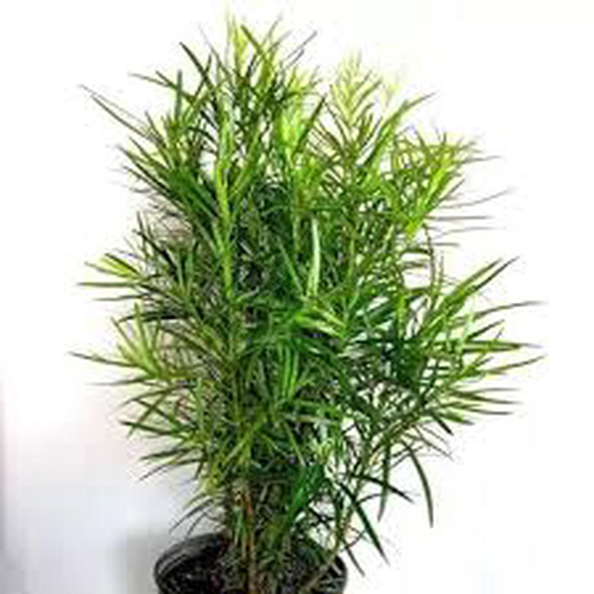 Podocarpus Macrophyllus Seeds for Planting Compact Growth, Heirloom & Non-GMO
