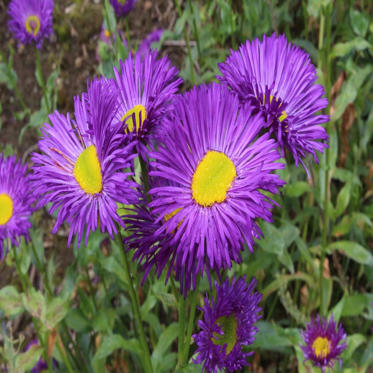 Purple Yellow Erigeron Flower Seeds for Planting Heirloom Non-GMO, High Germination Organic Garden Seeds