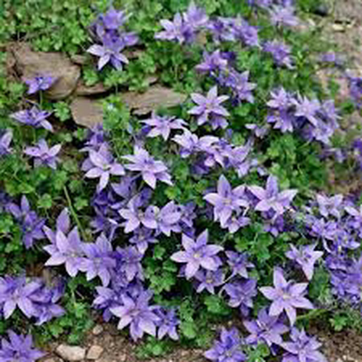 Purpleb Portenschlagiana Flower Seeds for Planting | Heirloom Non-GMO High Germination Organic Garden Seeds