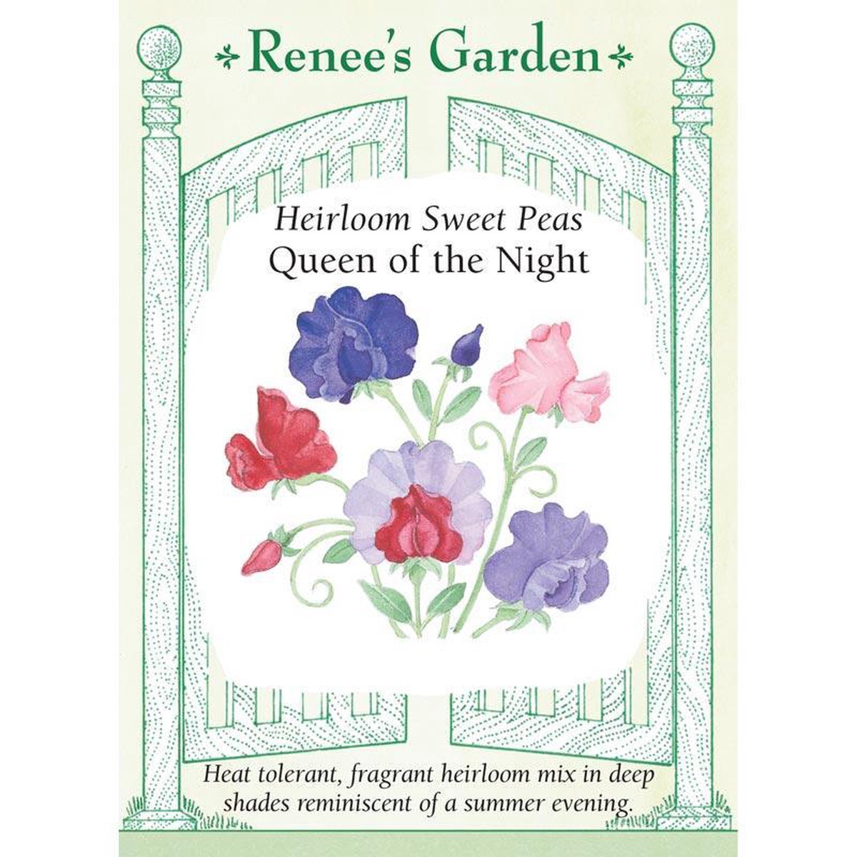 Queen of the Night Sweet Pea Flower Seeds