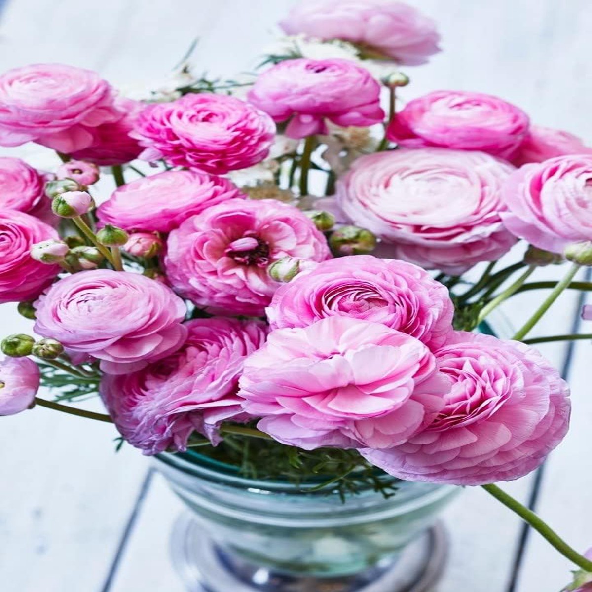 Ranunculus Baby Pink Flower seeds for Planting - Garden Favorite, Heirloom & GMO Free Seeds for Home Garden