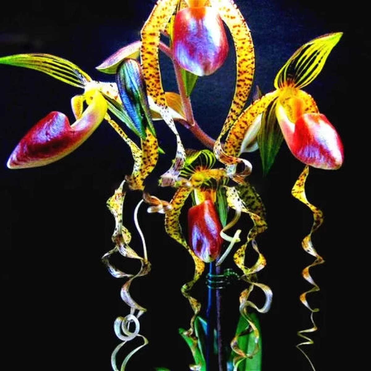 Rare Orchid Seeds | Exotic Flower Seeds for Home Gardens Heirloom, Non-GMO, High Germination Organic Garden Seeds