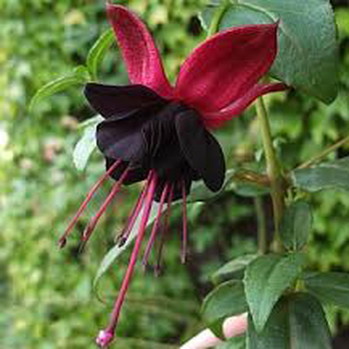 Red Black Fuchsia Flower Seeds Heirloom, Non-GMO, High Germination Organic Garden Seeds for Planting