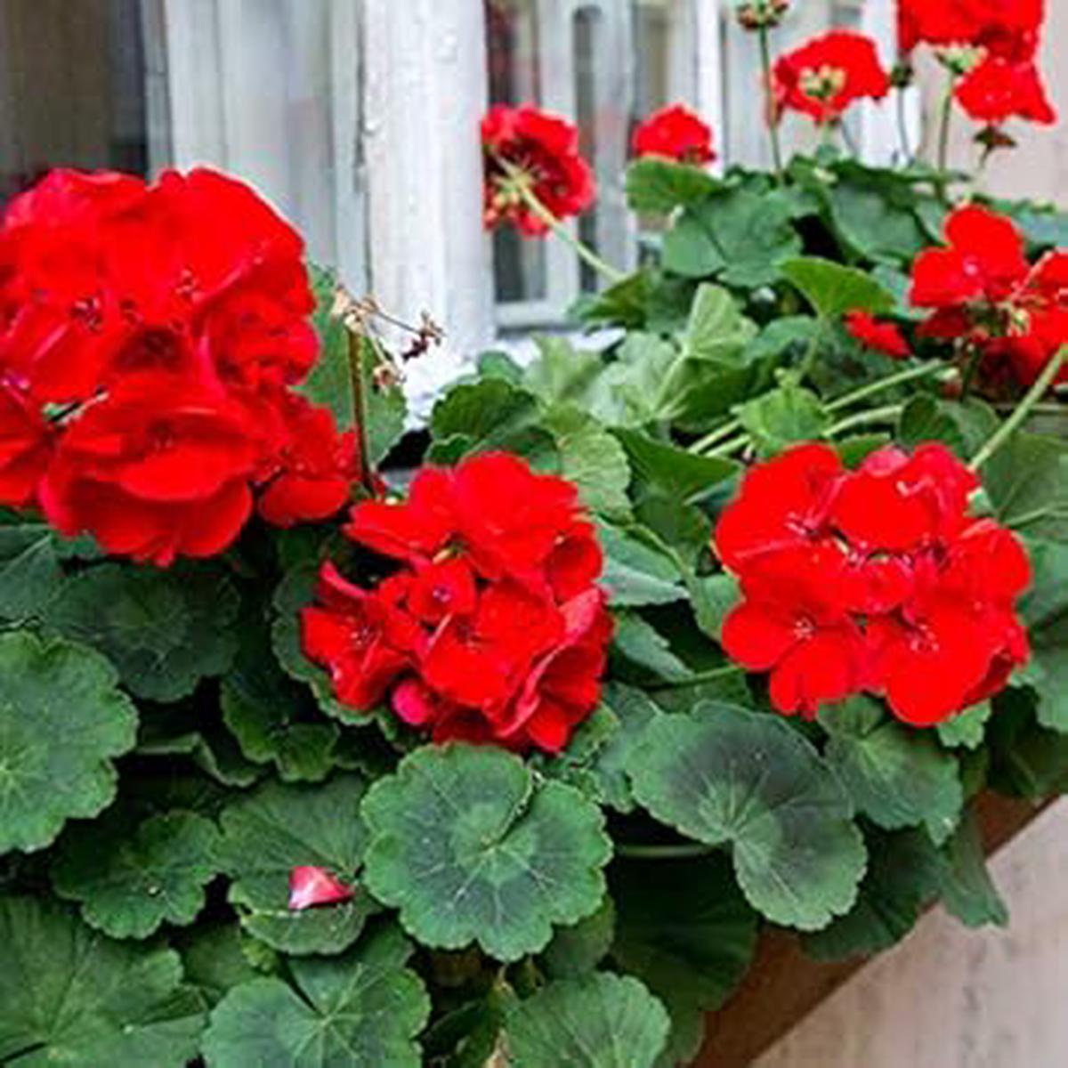 Red Edge Geranium Flower Seeds Heirloom Non-GMO Seeds for Home Garden Planting with High Germination