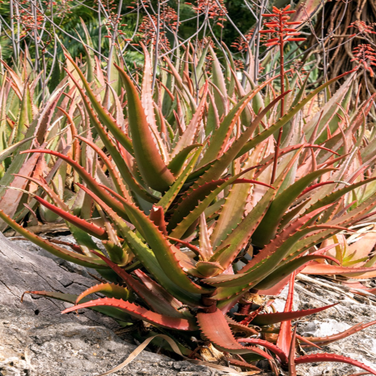 Red Green Aloe Plant Seeds Heirloom, Non-GMO, High Germination Medicinal Succulent Seeds for Planting