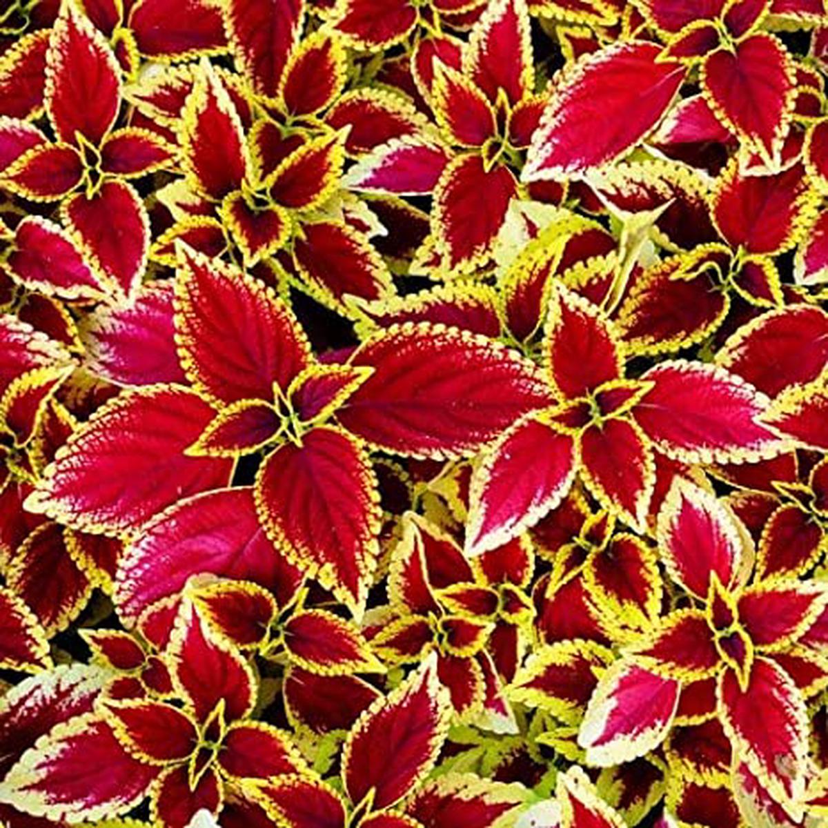Red Yellow Coleus Flower Seeds for Planting Cottage Garden Essential, Heirloom, Non-GMO