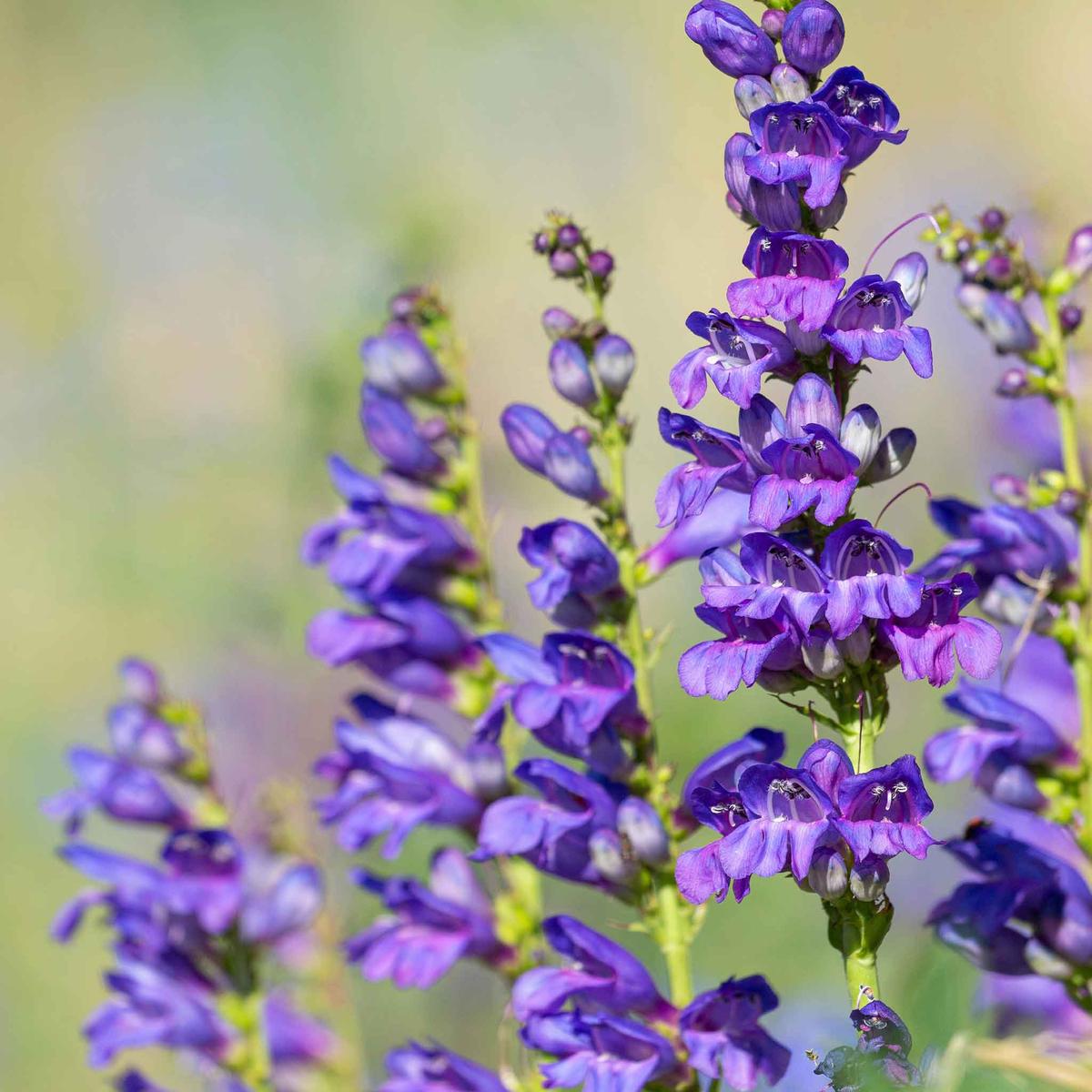 Rocky Mountain Penstemon Seeds