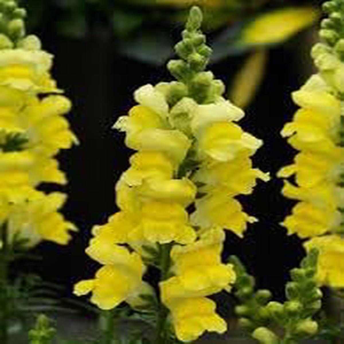 Snapdragon Golden Flower seeds for Planting - Sun Loving, Heirloom & GMO Free Seeds for Home Garden