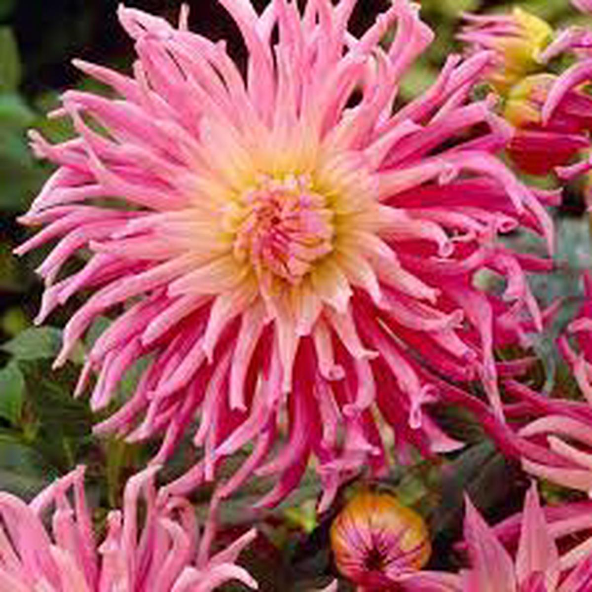 Star's Favourite Cactus Dahlia flower seeds for planting Heirloom and Non-GMO garden seeds