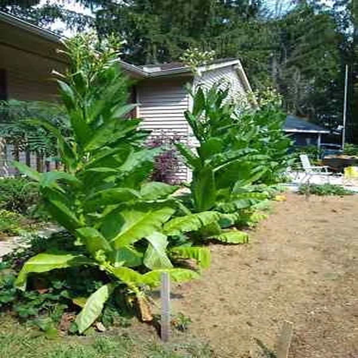Tobacco Planting Michigan Grown Organic Heirloom Non Gmo Flower Seeds Home Garden Planting,