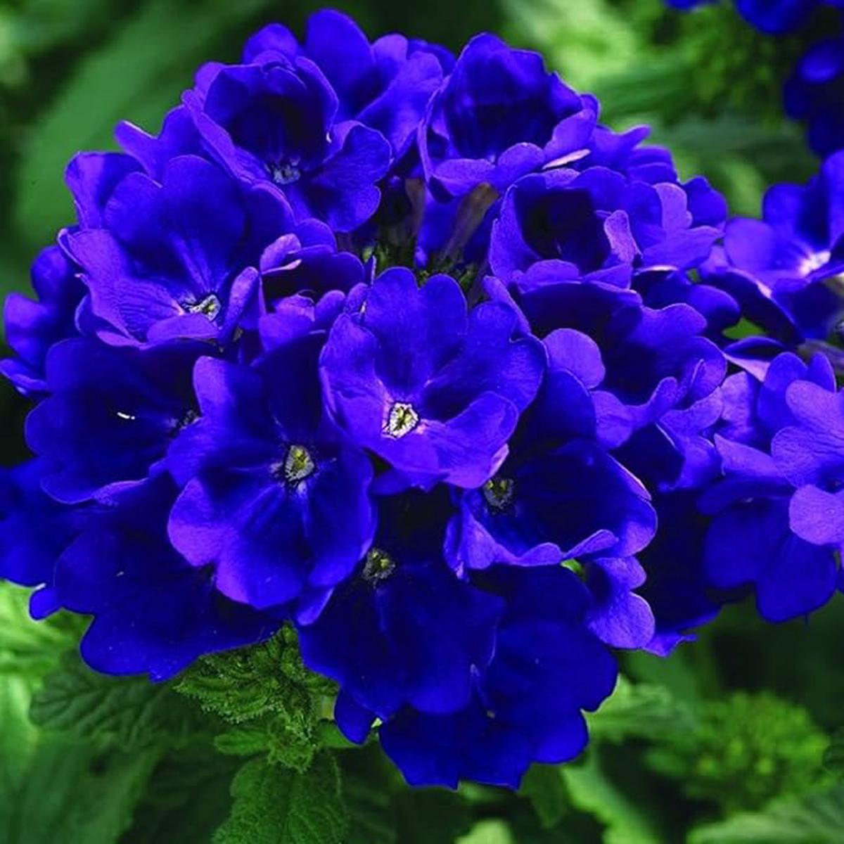 Verbena Blue Lagoon Seeds Long-Blooming Perennial for Gardens & Containers