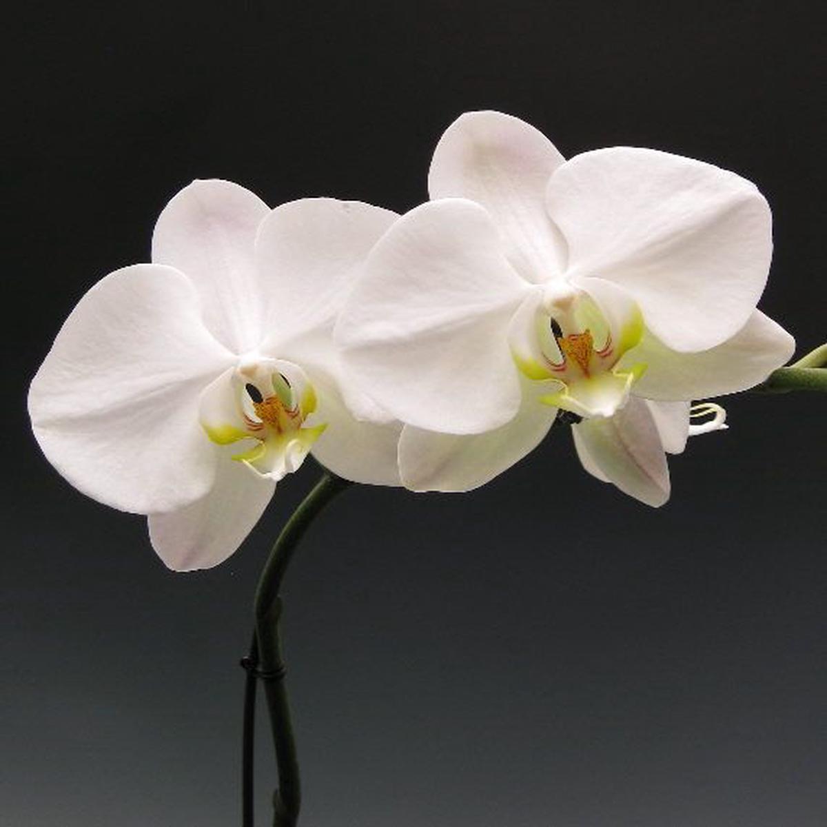 White Butterfly Orchid Seeds for Planting Heirloom Non-GMO Organic Flower Seeds with High Germination