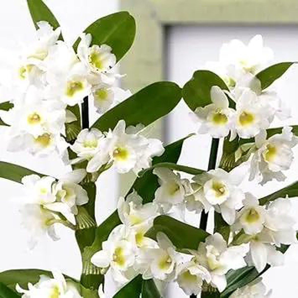 White Dendrobium Flower For Planting Non Gmo Flower Seeds for Home Garden Planting, Exotic Organic
