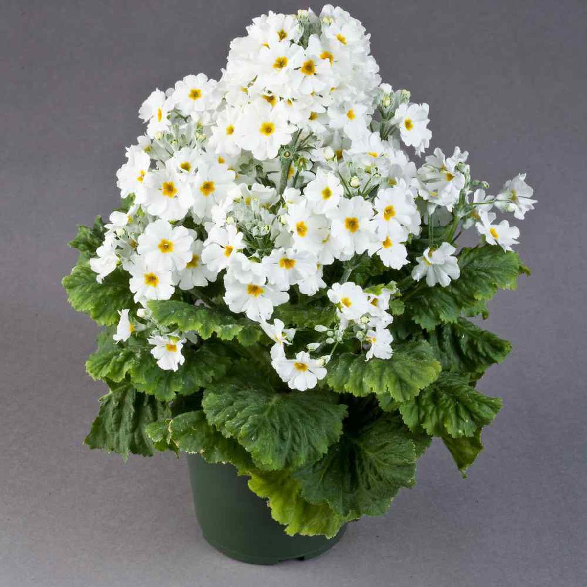 White Primula Malacoides Flower seeds for Planting Seasonal Bloomer Heirloom & GMO Free Seeds for Home Garden