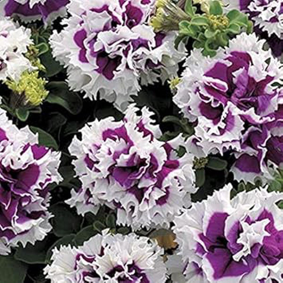 White & Purple Double Petunia Flower Seeds for Planting Heirloom Non-GMO, High Germination Organic Garden Seeds