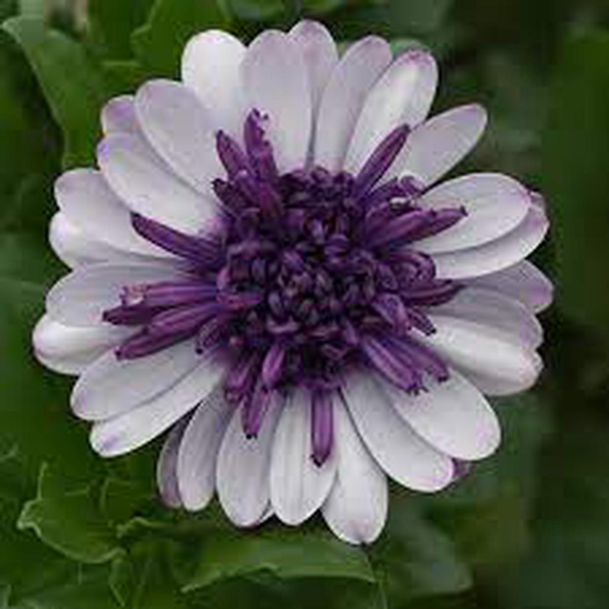 White Purple Omeris Flower Seeds for Planting Heirloom, Non-GMO Seeds for Vibrant Garden Blooms