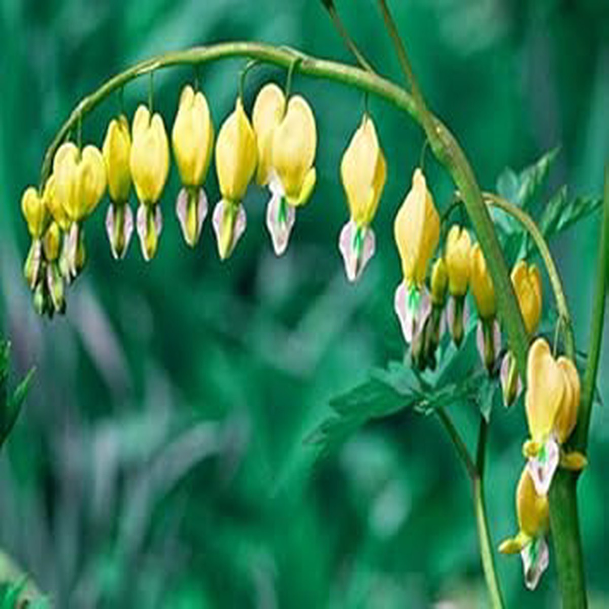 White Yellow Heart Flower Seeds for Planting Heirloom, Non-GMO, High Germination Organic Garden Seeds