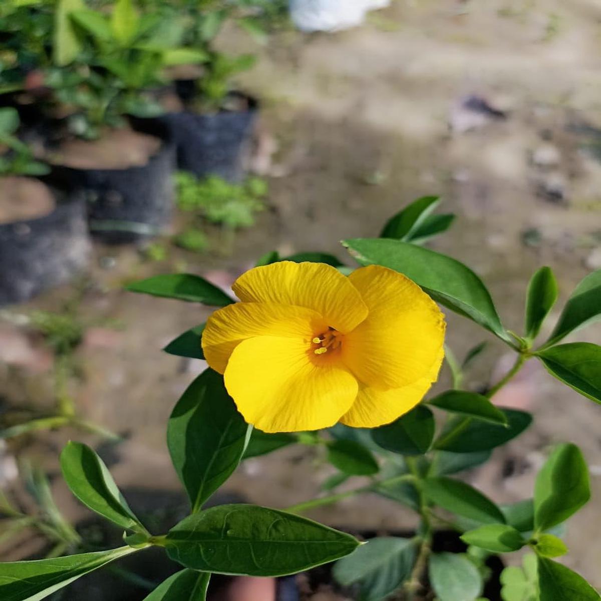 Yellow Flax Hybrid Flower seeds for Planting - Premium Quality, Heirloom & GMO Free Seeds for Home Garden